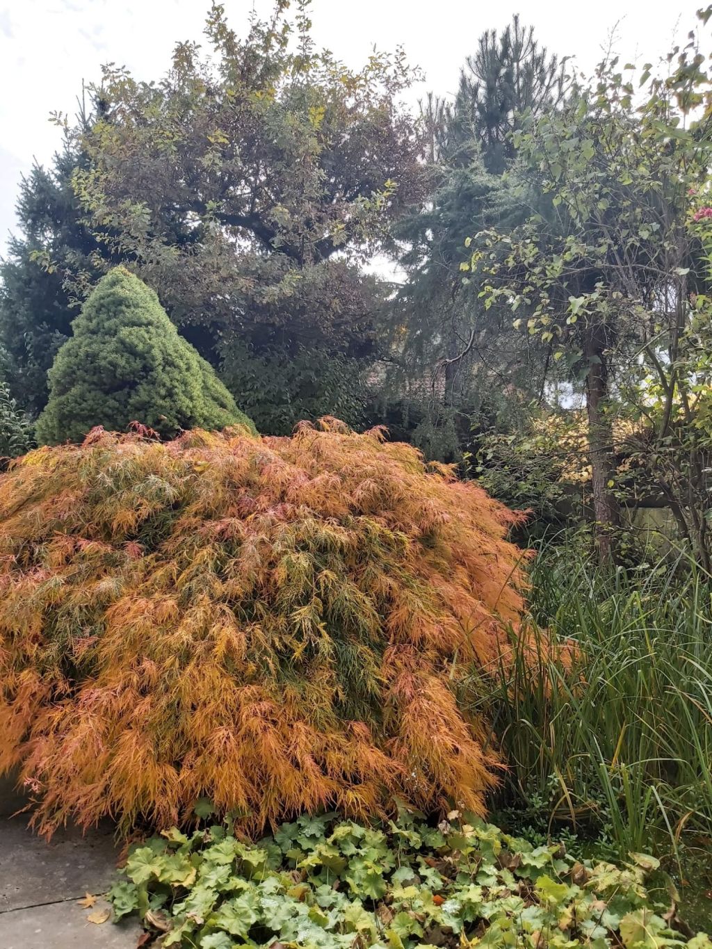 Herbst in Japan!